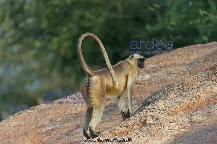 : 80180418 Northern Plains Grey Langur / Hanuman Langur : 80180418 Northern Plains Grey Langur / Hanuman Langur