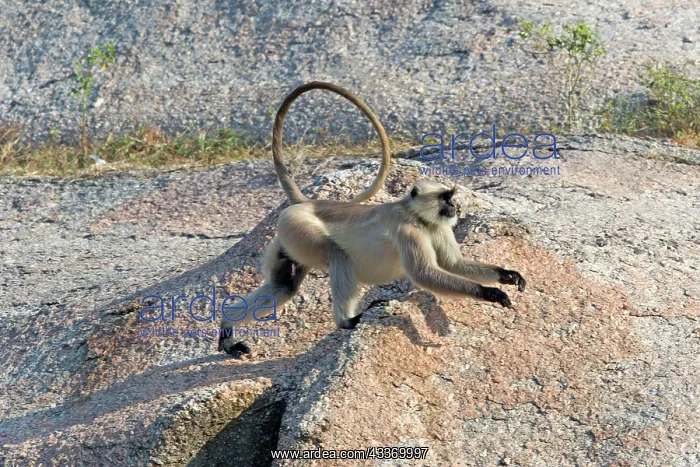 : 80180420 Northern Plains Grey Langur / Hanuman Langur : 80180420 Northern Plains Grey Langur / Hanuman Langur