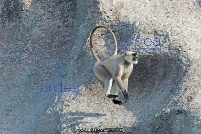 : 80180421 Northern Plains Grey Langur / Hanuman Langur : 80180421 Northern Plains Grey Langur / Hanuman Langur