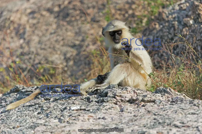 : 80180422 Northern Plains Grey Langur / Hanuman Langur : 80180422 Northern Plains Grey Langur / Hanuman Langur