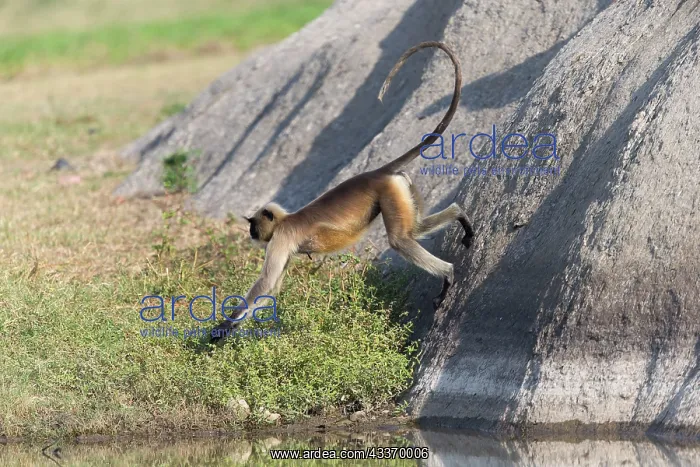 : 80180423 Northern Plains Grey Langur / Hanuman Langur : 80180423 Northern Plains Grey Langur / Hanuman Langur