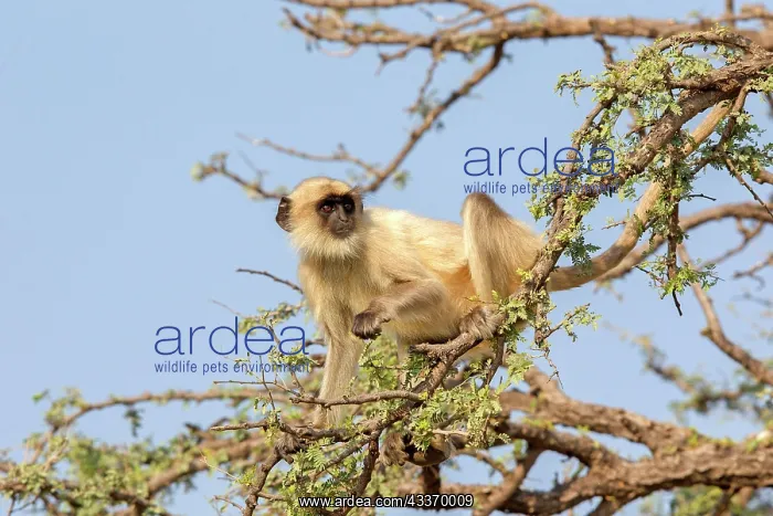 : 80180424 Northern Plains Grey Langur / Hanuman Langur : 80180424 Northern Plains Grey Langur / Hanuman Langur