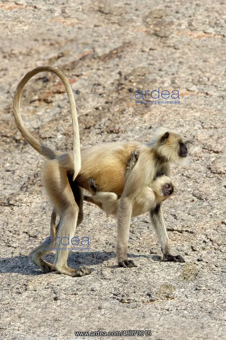 : 80180425 Northern Plains Grey Langur / Hanuman Langur : 80180425 Northern Plains Grey Langur / Hanuman Langur