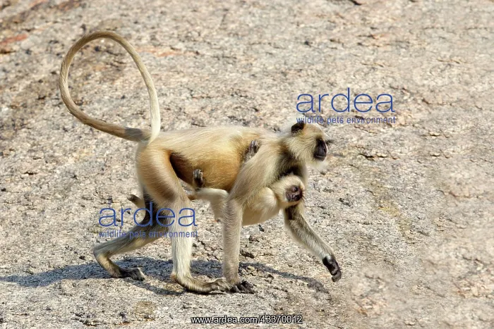 : 80180426 Northern Plains Grey Langur / Hanuman Langur : 80180426 Northern Plains Grey Langur / Hanuman Langur