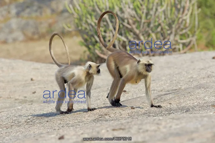 : 80180427 Northern Plains Grey Langur / Hanuman Langur : 80180427 Northern Plains Grey Langur / Hanuman Langur