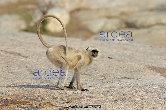 : 80180428 Northern Plains Grey Langur / Hanuman Langur : 80180428 Northern Plains Grey Langur / Hanuman Langur
