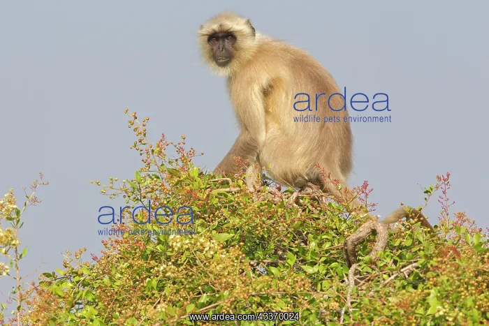 : 80180429 Northern Plains Grey Langur / Hanuman Langur : 80180429 Northern Plains Grey Langur / Hanuman Langur