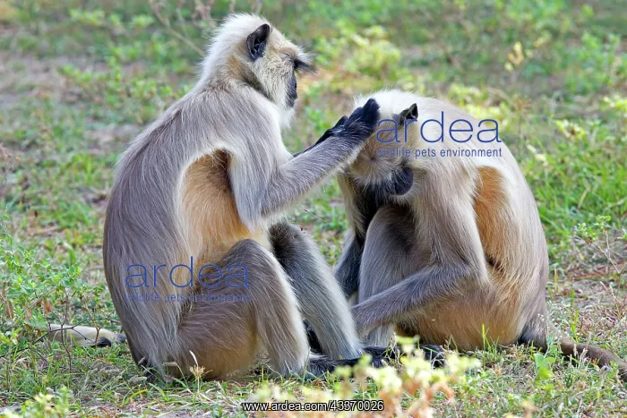 : 80180430 Northern Plains Grey Langur / Hanuman Langur : 80180430 Northern Plains Grey Langur / Hanuman Langur