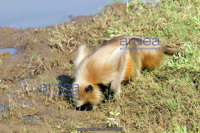 : 80180431 Northern Plains Grey Langur / Hanuman Langur : 80180431 Northern Plains Grey Langur / Hanuman Langur