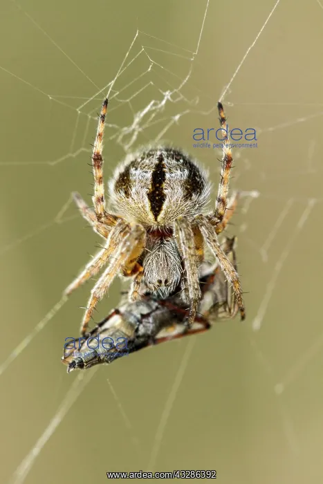 : 80180468 Gorse Orbweaver - in web with prey A Veiga : 80180468 Gorse Orbweaver - in web with prey A Veiga