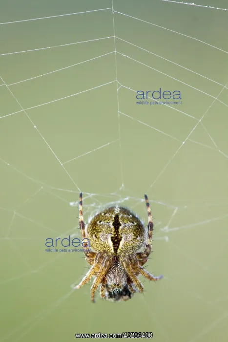 : 80180469 Gorse Orbweaver - in web with prey A Veiga : 80180469 Gorse Orbweaver - in web with prey A Veiga