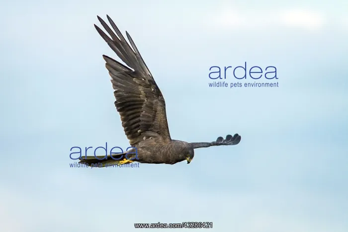 : 80180472 Montagu's Harrier - adult in flight A Veiga : 80180472 Montagu's Harrier - adult in flight A Veiga
