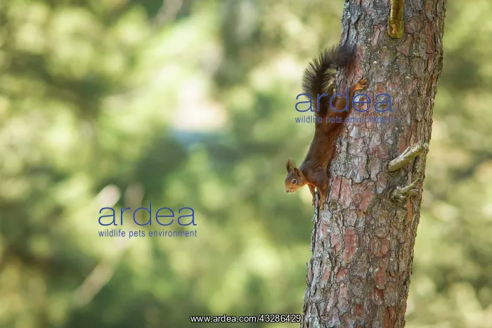 : 80180473 Red Squirrel - climbing tree Allariz, Galicia : 80180473 Red Squirrel - climbing tree Allariz, Galicia