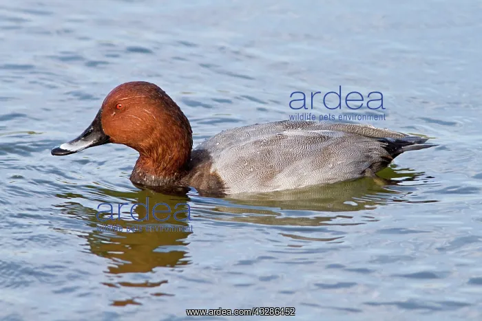 : 80180476 Common Pochard - adult male swimming on : 80180476 Common Pochard - adult male swimming on