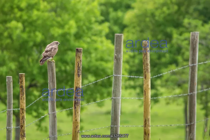 : 80180479 Common Buzzard - perched on a fence Allariz : 80180479 Common Buzzard - perched on a fence Allariz