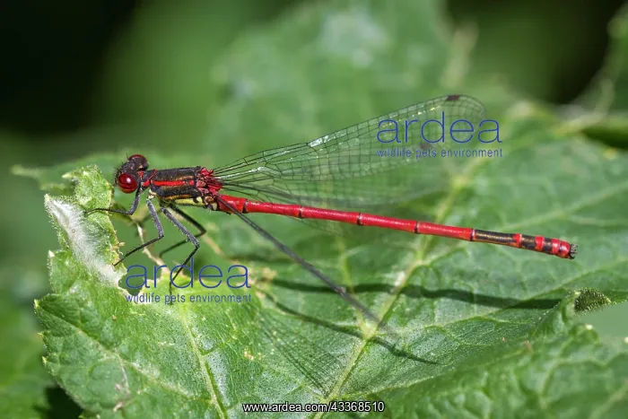 : 80180480 Large Red Damselfly - resting in a leaf : 80180480 Large Red Damselfly - resting in a leaf