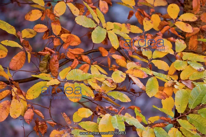 : 80180481 Sweet Chestnut - leaves at autumn Las Medulas : 80180481 Sweet Chestnut - leaves at autumn Las Medulas