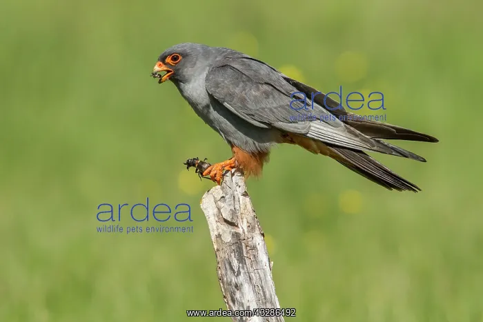 : 80180482 Red-Footed Falcon - adult male with Cricket : 80180482 Red-Footed Falcon - adult male with Cricket