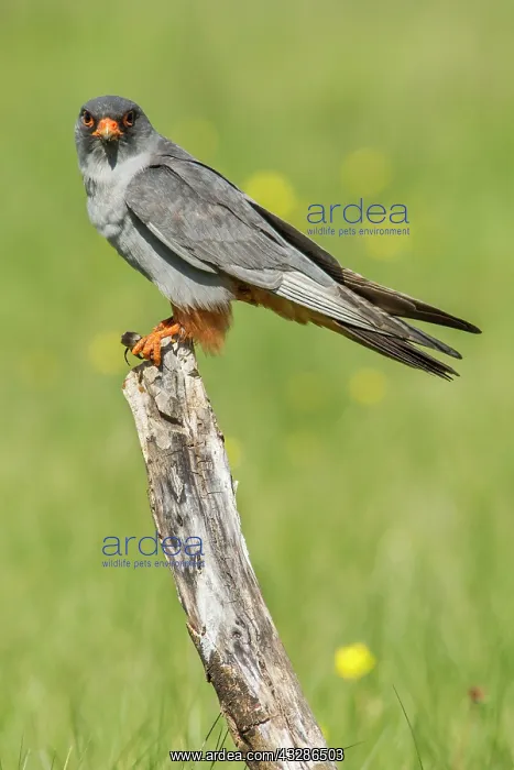 : 80180483 Red-Footed Falcon - adult male with Cricket : 80180483 Red-Footed Falcon - adult male with Cricket
