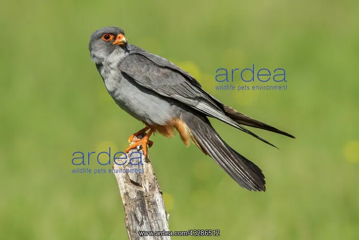 : 80180484 Red-Footed Falcon - perched on a branch : 80180484 Red-Footed Falcon - perched on a branch