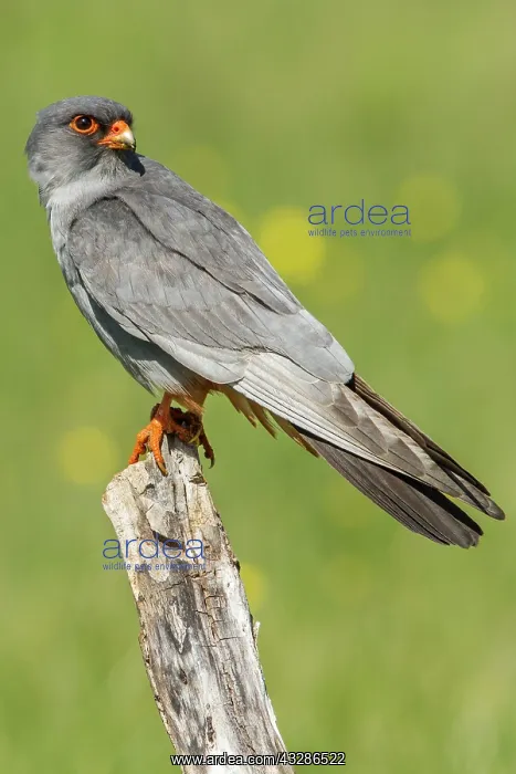 : 80180485 Red-Footed Falcon - perched on a branch : 80180485 Red-Footed Falcon - perched on a branch