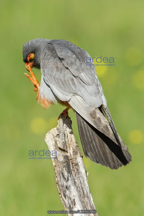 : 80180486 Red-Footed Falcon - adult male preening : 80180486 Red-Footed Falcon - adult male preening