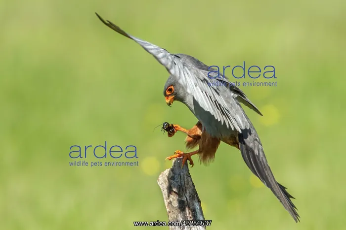 : 80180487 Red-Footed Falcon - adult male with Cricket : 80180487 Red-Footed Falcon - adult male with Cricket