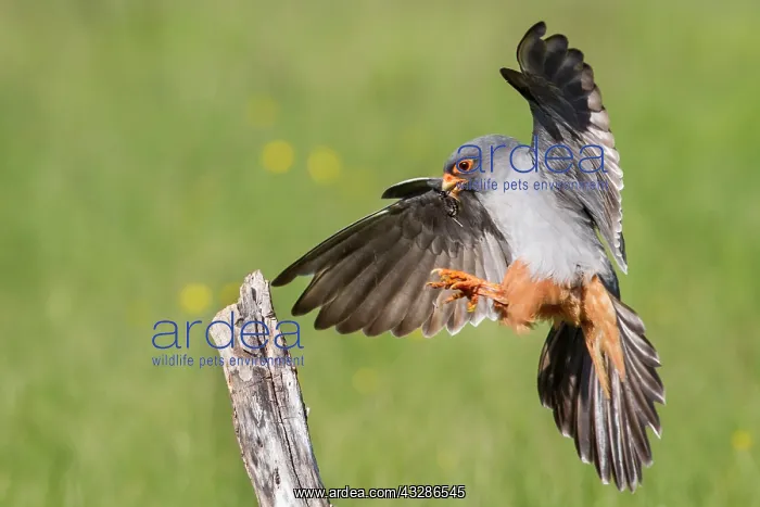 : 80180488 Red-Footed Falcon - adult male with Cricket : 80180488 Red-Footed Falcon - adult male with Cricket