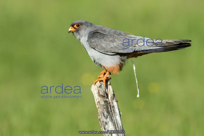 : 80180489 Red-Footed Falcon - adult male defecating : 80180489 Red-Footed Falcon - adult male defecating