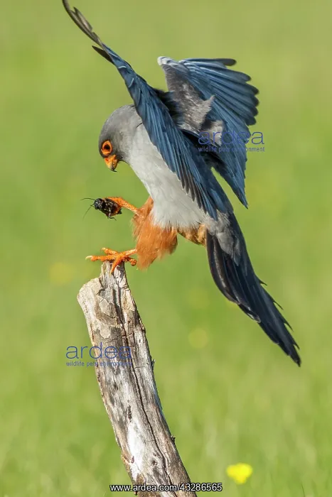 : 80180490 Red-Footed Falcon - adult male with Cricket : 80180490 Red-Footed Falcon - adult male with Cricket