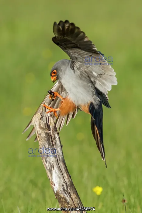 : 80180491 Red-Footed Falcon - adult male with Cricket : 80180491 Red-Footed Falcon - adult male with Cricket