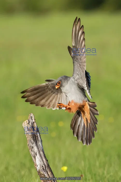 : 80180492 Red-Footed Falcon - adult male with Cricket : 80180492 Red-Footed Falcon - adult male with Cricket