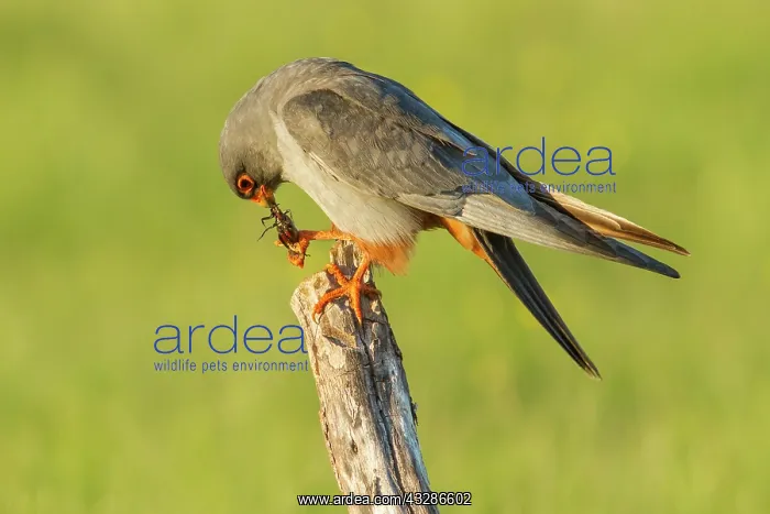 : 80180494 Red-Footed Falcon - adult male with Cricket : 80180494 Red-Footed Falcon - adult male with Cricket