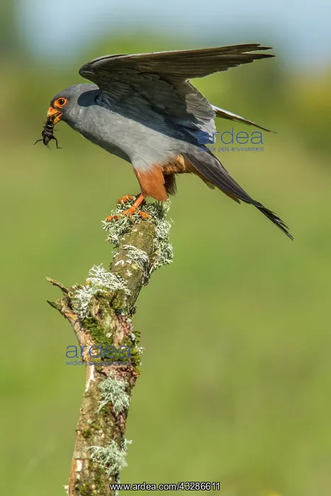 : 80180495 Red-Footed Falcon - adult male with Cricket : 80180495 Red-Footed Falcon - adult male with Cricket