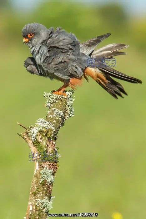 : 80180496 Red-Footed Falcon - adult male preening : 80180496 Red-Footed Falcon - adult male preening