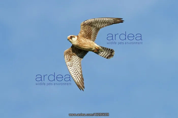 : 80180497 Red-Footed Falcon - adult female in flight : 80180497 Red-Footed Falcon - adult female in flight