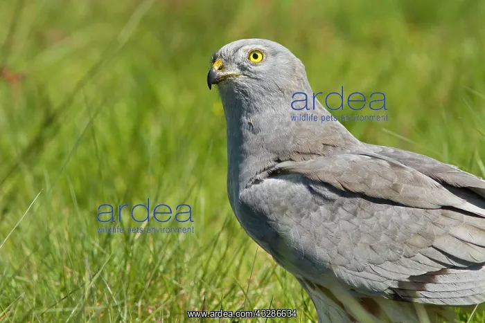 : 80180498 Montagu's Harrier - adult male portrait : 80180498 Montagu's Harrier - adult male portrait