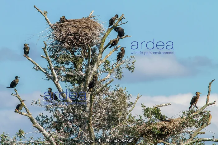  : 80180499 Great Cormorant - adults perched on tree