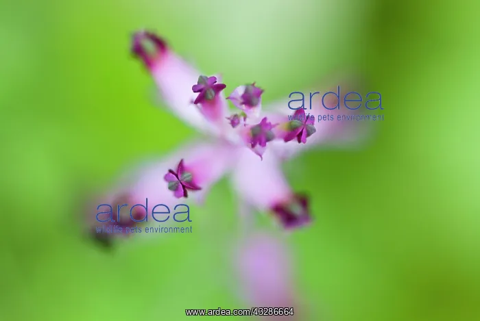 : 80180501 Fumaria - flower detail Galicia, Spain : 80180501 Fumaria - flower detail Galicia, Spain