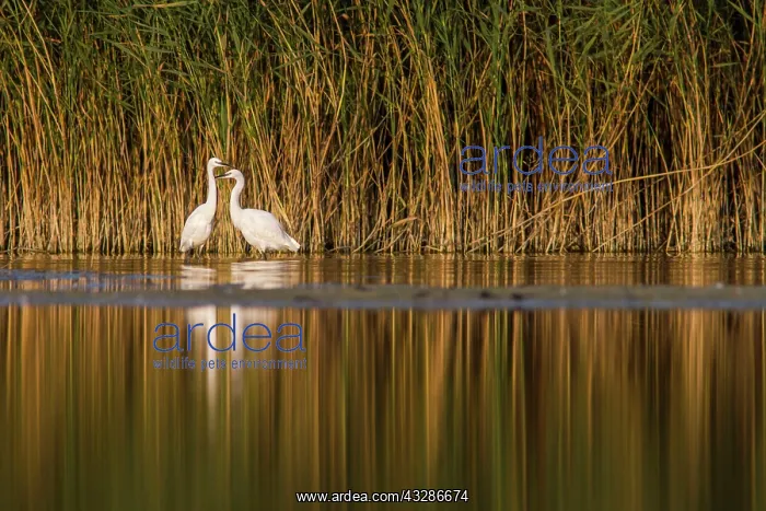 : 80180502 Little Egret - feeding on marsh Antela : 80180502 Little Egret - feeding on marsh Antela