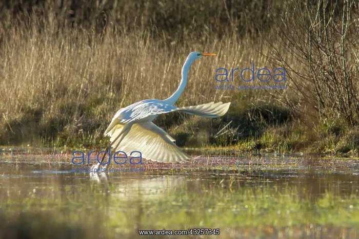 : 80180505 Great Egret - taking off from marsh A Veiga : 80180505 Great Egret - taking off from marsh A Veiga