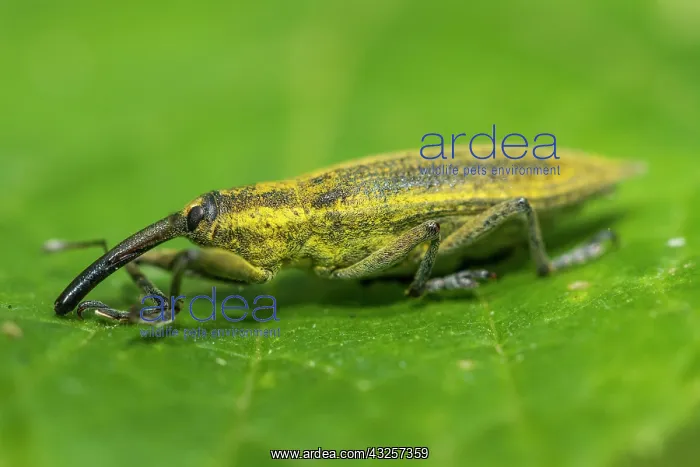 : 80180507 Weevil - walking on a leaf Allariz, Galicia : 80180507 Weevil - walking on a leaf Allariz, Galicia