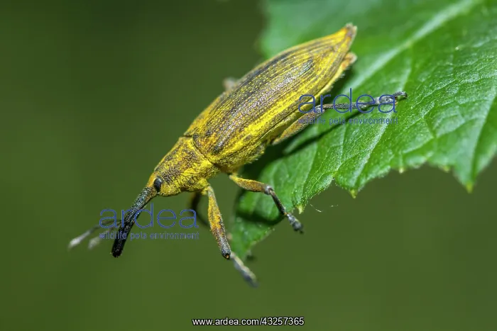 : 80180508 Weevil - walking on a leaf Allariz, Galicia : 80180508 Weevil - walking on a leaf Allariz, Galicia