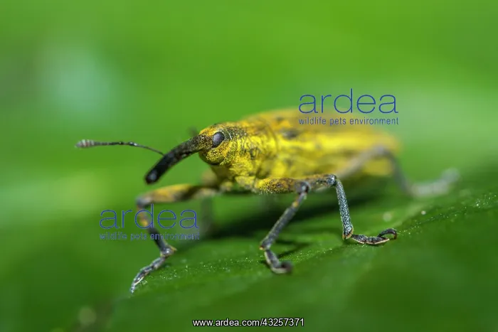 : 80180509 Weevil - walking on a leaf Allariz, Galicia : 80180509 Weevil - walking on a leaf Allariz, Galicia
