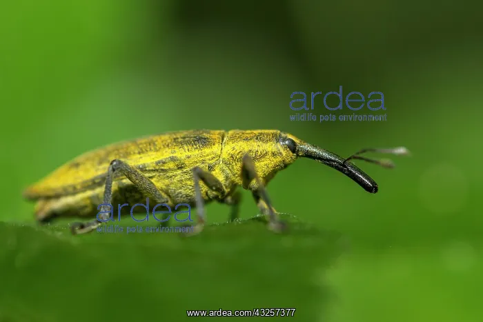 : 80180510 Weevil - walking on a leaf Allariz, Galicia : 80180510 Weevil - walking on a leaf Allariz, Galicia