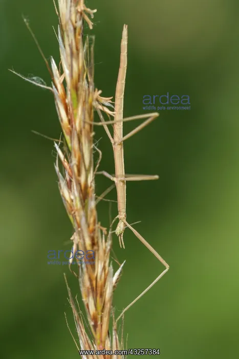 : 80180511 Stick Insect - climbing a stick Allariz : 80180511 Stick Insect - climbing a stick Allariz