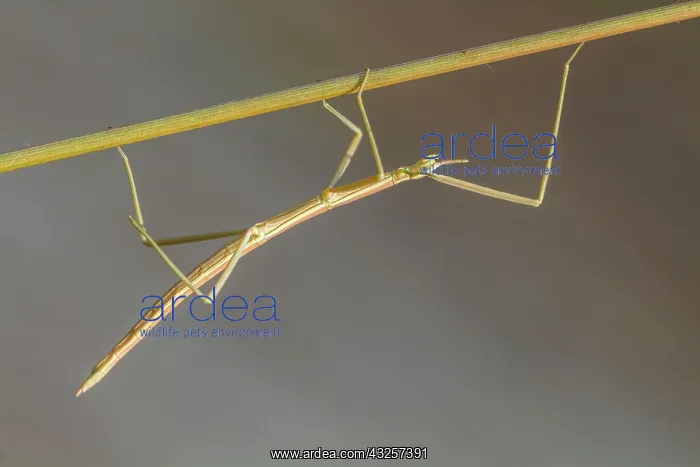 : 80180512 Stick Insect - climbing a stick Allariz : 80180512 Stick Insect - climbing a stick Allariz