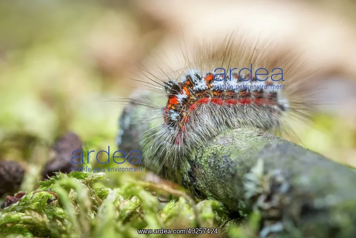 : 80180517 Yellow Tail / Goldtail / Swan Moth - caterpillar : 80180517 Yellow Tail / Goldtail / Swan Moth - caterpillar