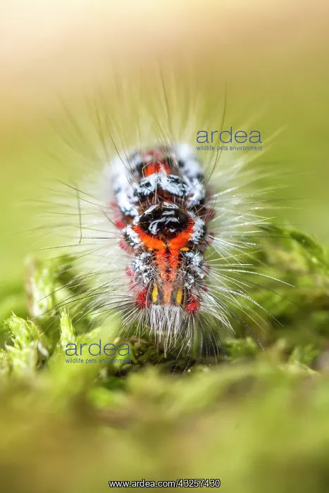: 80180518 Yellow Tail / Goldtail / Swan Moth - caterpillar : 80180518 Yellow Tail / Goldtail / Swan Moth - caterpillar