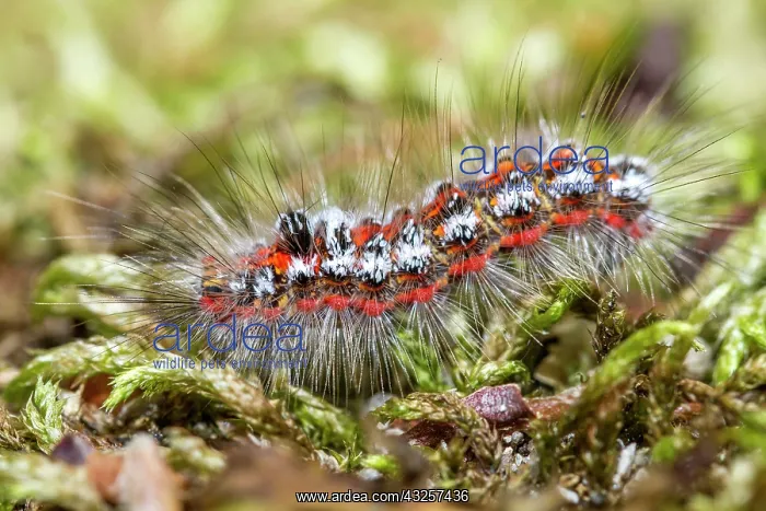 : 80180519 Yellow Tail / Goldtail / Swan Moth - caterpillar : 80180519 Yellow Tail / Goldtail / Swan Moth - caterpillar